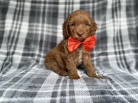 Max, a male Cockapoo and Poodle - Miniature  for sale in Lakeland, FL – 5 of 9