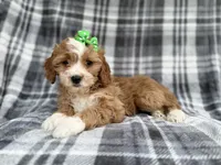 Mia, a female Cavalier King Charles Spaniel and Poodle - Miniature  for sale in Lakeland, FL – Photo 7 of 9