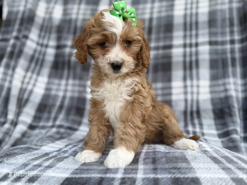 Mia – Cavalier King Charles Spaniel, Poodle - Miniature  puppy for sale in Lakeland, FL