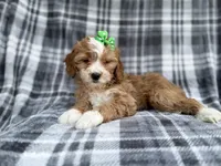 Mia, a female Cavalier King Charles Spaniel and Poodle - Miniature  for sale in Lakeland, FL – Photo 6 of 9
