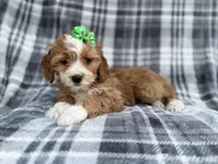 Mia, a female Cavalier King Charles Spaniel and Poodle - Miniature  for sale in Lakeland, FL – Photo 8 of 9
