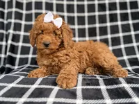 Brielle, a female Cockapoo and Poodle - Miniature  for sale in Lakeland, FL – Photo 2 of 9