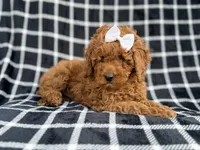 Brielle, a female Cockapoo and Poodle - Miniature  for sale in Lakeland, FL – Photo 4 of 9