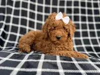 Brielle, a female Cockapoo and Poodle - Miniature  for sale in Lakeland, FL – Photo 5 of 9