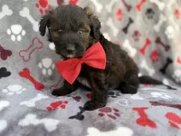 Duce, a male Miniature Aussiedoodle for sale in Lakeland, FL – 3 of 7