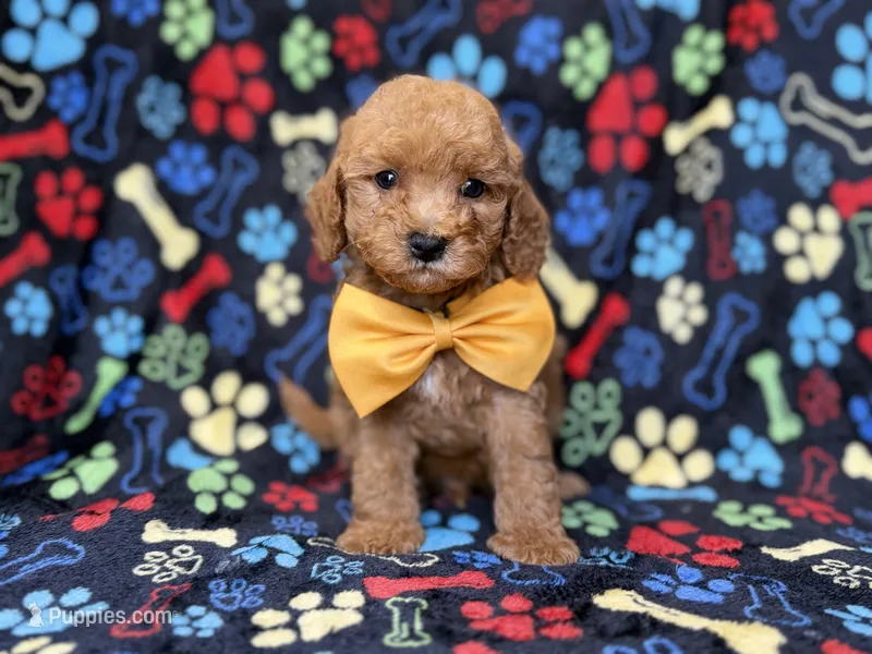 Lane – Cavapoo puppy for sale in Lakeland, FL