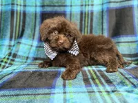 Bentley, a male Shihpoo and Poodle - Miniature  for sale in Lakeland, FL – 7 of 10