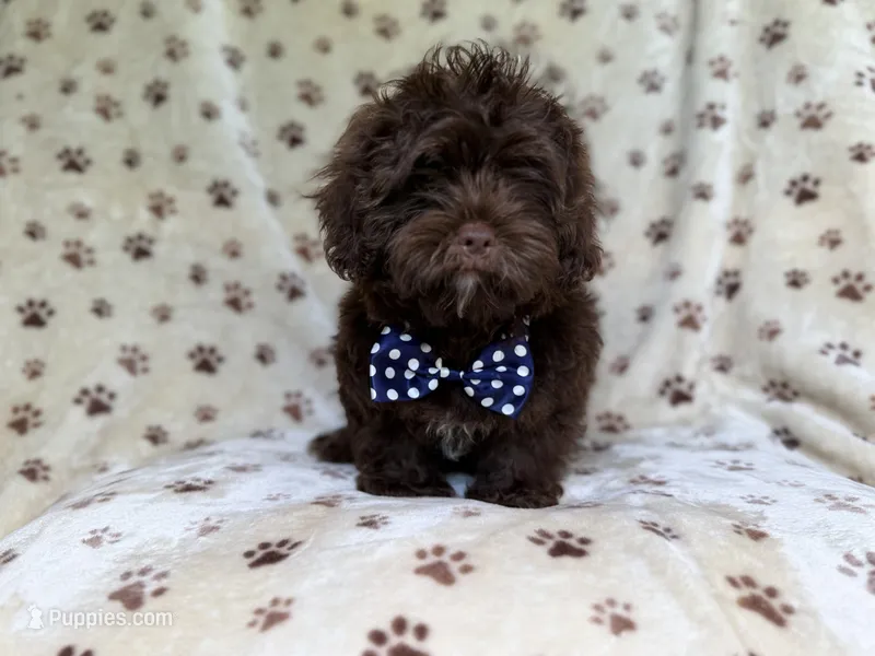 Amos – Shihpoo puppy for sale in Lakeland, FL