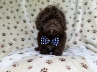 Amos, a male Shihpoo for sale in Lakeland, FL – 1 of 10