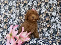 Maggie, a female Cavapoo for sale in Lakeland, FL – Photo 4 of 9