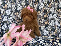 Maggie, a female Cavapoo for sale in Lakeland, FL – Photo 2 of 9