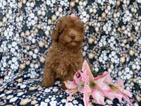Maggie, a female Cavapoo for sale in Lakeland, FL – Photo 7 of 9