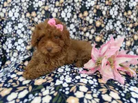 Maggie, a female Cavapoo for sale in Lakeland, FL – Photo 5 of 9