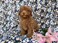 Maggie, a female Cavapoo for sale in Lakeland, FL – Photo 9 of 9