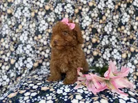 Maggie, a female Cavapoo for sale in Lakeland, FL – Photo 3 of 9