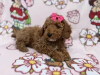Remi, a female Cockapoo for sale in Lakeland, FL – 4 of 9