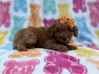 Ansley, a female Cavapoo and Poodle - Miniature  for sale in Lakeland, FL – 2 of 8