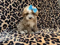 Fancy, a female Cockapoo for sale in Lakeland, FL – 6 of 9