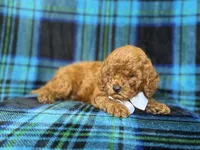Cody, a male Cavapoo and Poodle - Miniature  for sale in Lakeland, FL – 9 of 9
