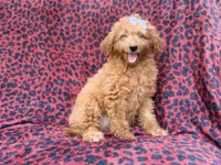 Darcy, a female Miniature Goldendoodle for sale in Lakeland, FL – 7 of 8