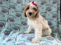 Tilly, a female Cockapoo for sale in Lakeland, FL – 4 of 9
