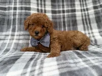 Axel, a male Cavapoo and Poodle - Miniature  for sale in Lakeland, FL – 8 of 9