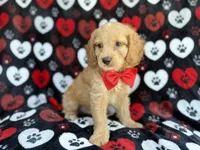 Tuck, a male Cockapoo for sale in Lakeland, FL – 7 of 8