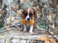 Denver, a male Jack Russell Terrier and Cavalier King Charles Spaniel for sale in Lakeland, FL – 8 of 8