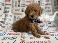 Luke, a male Goldendoodle for sale in Lakeland, FL – 1 of 8