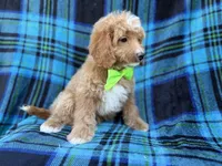 Astor, a male Cavapoo for sale in Lakeland, FL – 5 of 7