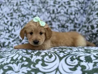 Brynlee, a female Goldendoodle and Golden Retriever for sale in Lakeland, FL – Photo 5 of 8