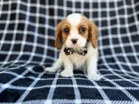 Gunner, a male Cavalier King Charles Spaniel for sale in Lakeland, FL – Photo 9 of 9