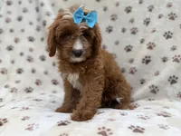 Bailey, a female Cavapoo for sale in Lakeland, FL – 4 of 8