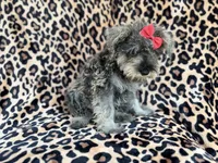 Pixie, a female Miniature Schnauzer for sale in Lakeland, FL – 4 of 9