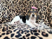 Winnie, a female Beagle for sale in Lakeland, FL – 7 of 9
