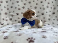 Owen, a male Cavalier King Charles Spaniel for sale in Lakeland, FL – Photo 6 of 9