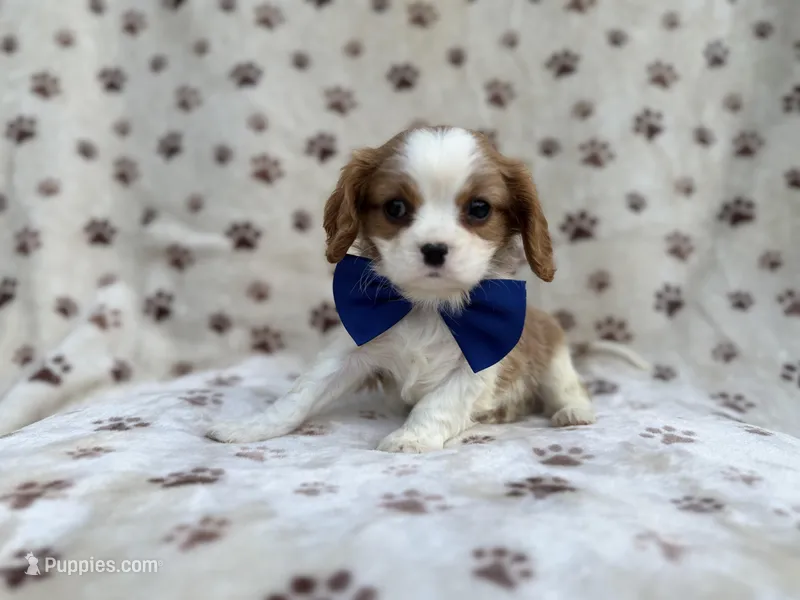 Owen – Cavalier King Charles Spaniel puppy for sale in Lakeland, FL
