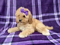 Ayla, a female Cavapoo for sale in Lakeland, FL – 2 of 8