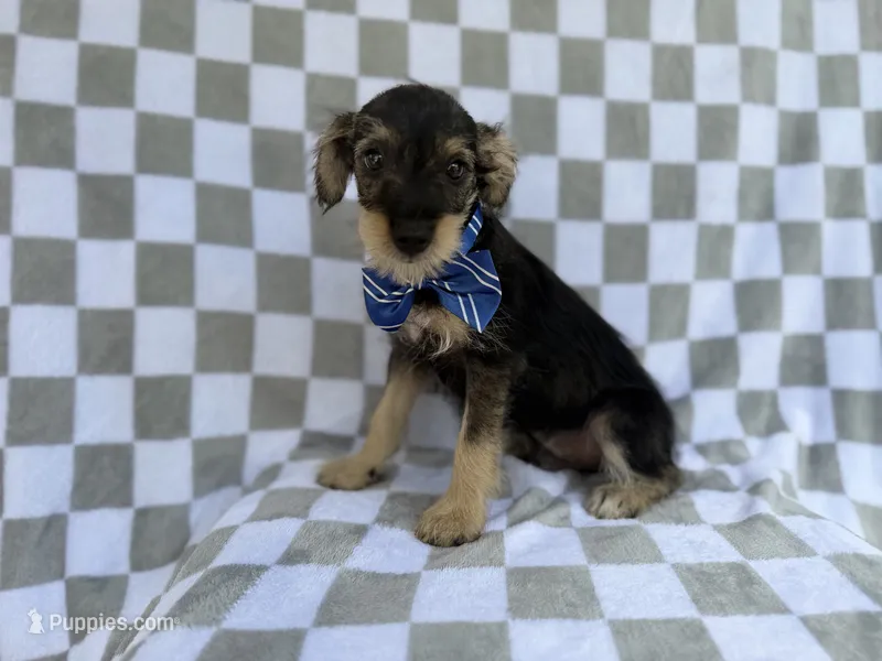 Alex – Miniature Schnauzer puppy for sale in Lakeland, FL