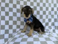 Alex, a male Miniature Schnauzer for sale in Lakeland, FL – 1 of 9