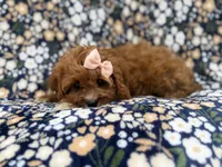Biscuitly, a female Cavapoo for sale in Lakeland, FL – 2 of 9
