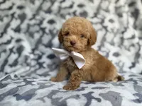 Freddy, a male Cockapoo and Poodle - Miniature  for sale in Lakeland, FL – 5 of 8