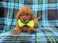 Scooby, a male Miniature Goldendoodle for sale in Lakeland, FL – 7 of 10