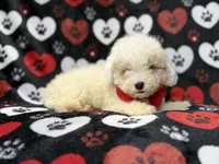 Hex, a male Bichpoo for sale in Lakeland, FL – 10 of 10