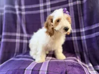 Tara, a female Cockapoo for sale in Lakeland, FL – 8 of 10