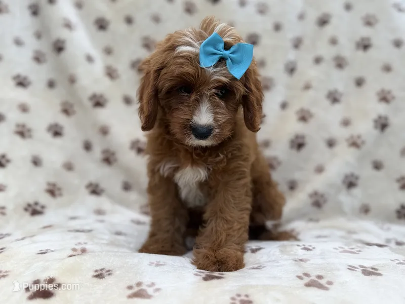 Bailey – Cavapoo puppy for sale in Lakeland, FL