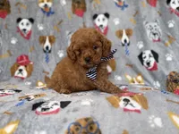 Lynx, a male Cavapoo for sale in Lakeland, FL – 5 of 8