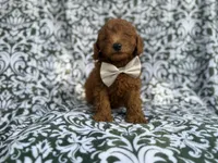 Leon, a male Goldendoodle for sale in Lakeland, FL – 2 of 10