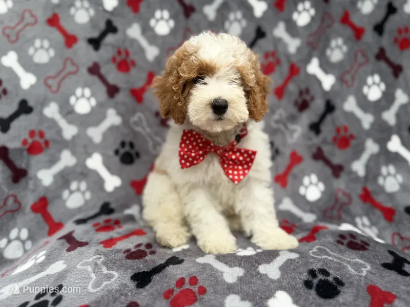 Lucky – Cockapoo puppy for sale in Lakeland, FL