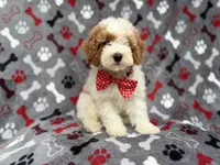 Lucky, a male Cockapoo for sale in Lakeland, FL – 1 of 10